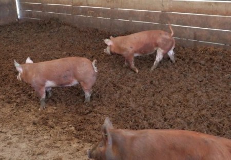 pavimentos-estradas-esterco-porco-07